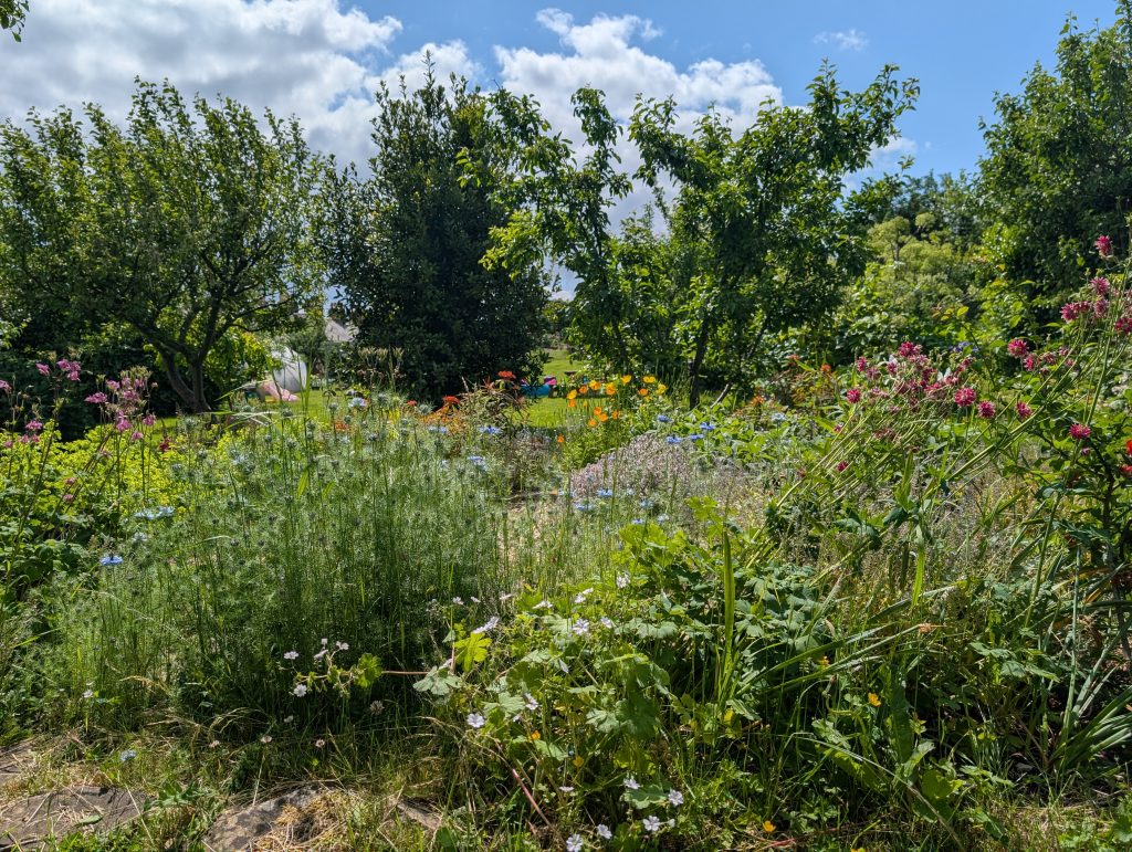 Image of the wild flower growing in the outback garden